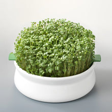 Charger l'image dans la galerie, Coupelle de germination pour graines à mucilage
