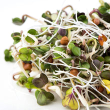Charger l'image dans la galerie, Radis daikon biologique (semences pour germination)