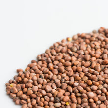 Charger l'image dans la galerie, Radis daikon biologique (semences pour germination)