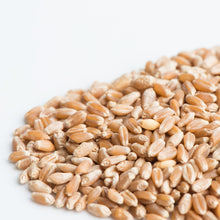 Charger l&#39;image dans la galerie, Grains de blé biologique (semences pour germination)
