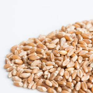 Grains de blé biologique (semences pour germination)