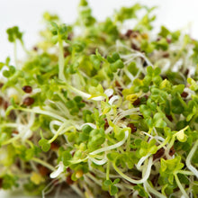 Charger l'image dans la galerie, Moutarde noire biologique (semences pour germination)