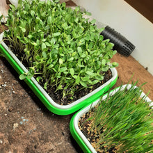 Charger l'image dans la galerie, Plateaux pour micropousses