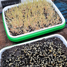 Charger l'image dans la galerie, Plateaux pour micropousses